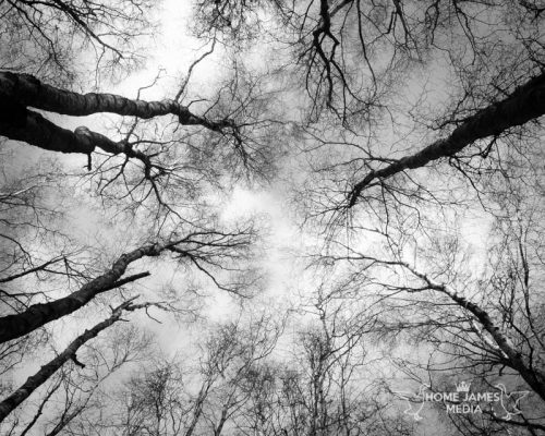 Up through the Birches - Messingham Sands Birch Trees Landscape Photo | Lincolnshire Landscape Photography