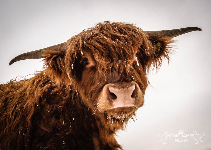 Highland Cow in Winter | Buy Lincolnshire Landscape Photography by Robin Ling