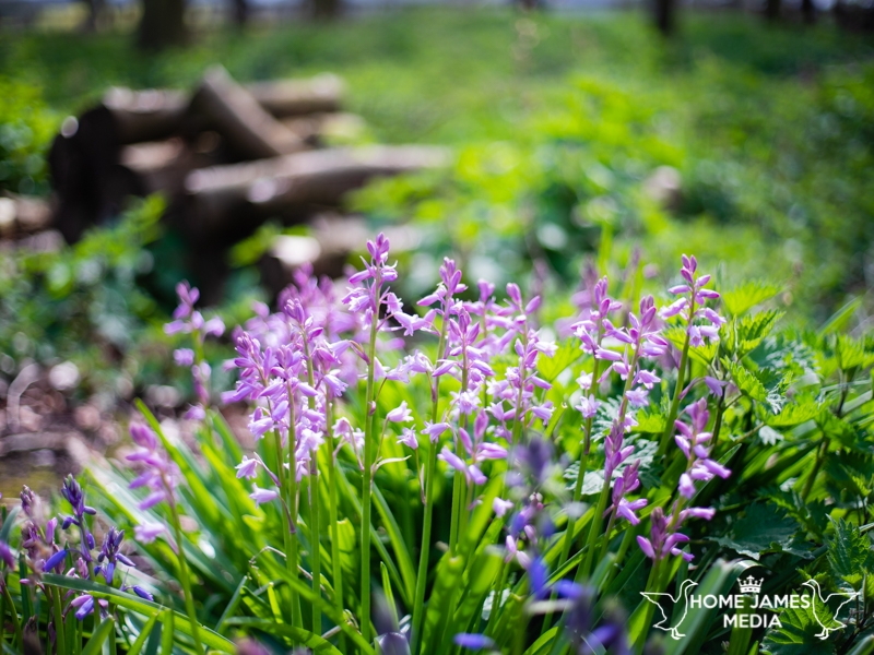 pink hyacinths in woodland lincolnshire